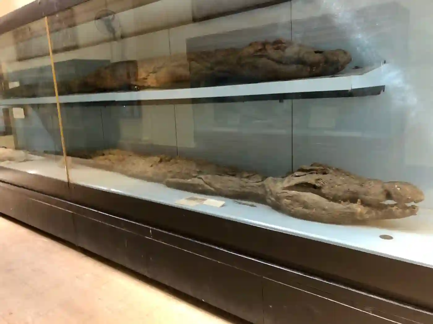 facts-about-a-mummy-animal-mummies-at-the-Egyptian-Museum-Cairo