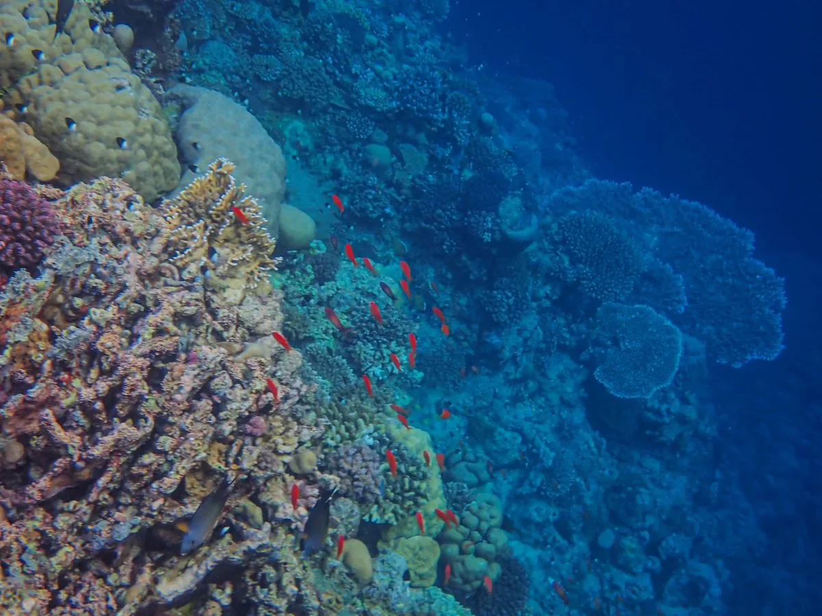 Diving in Hurghada - vibrant Red Sea coral reef