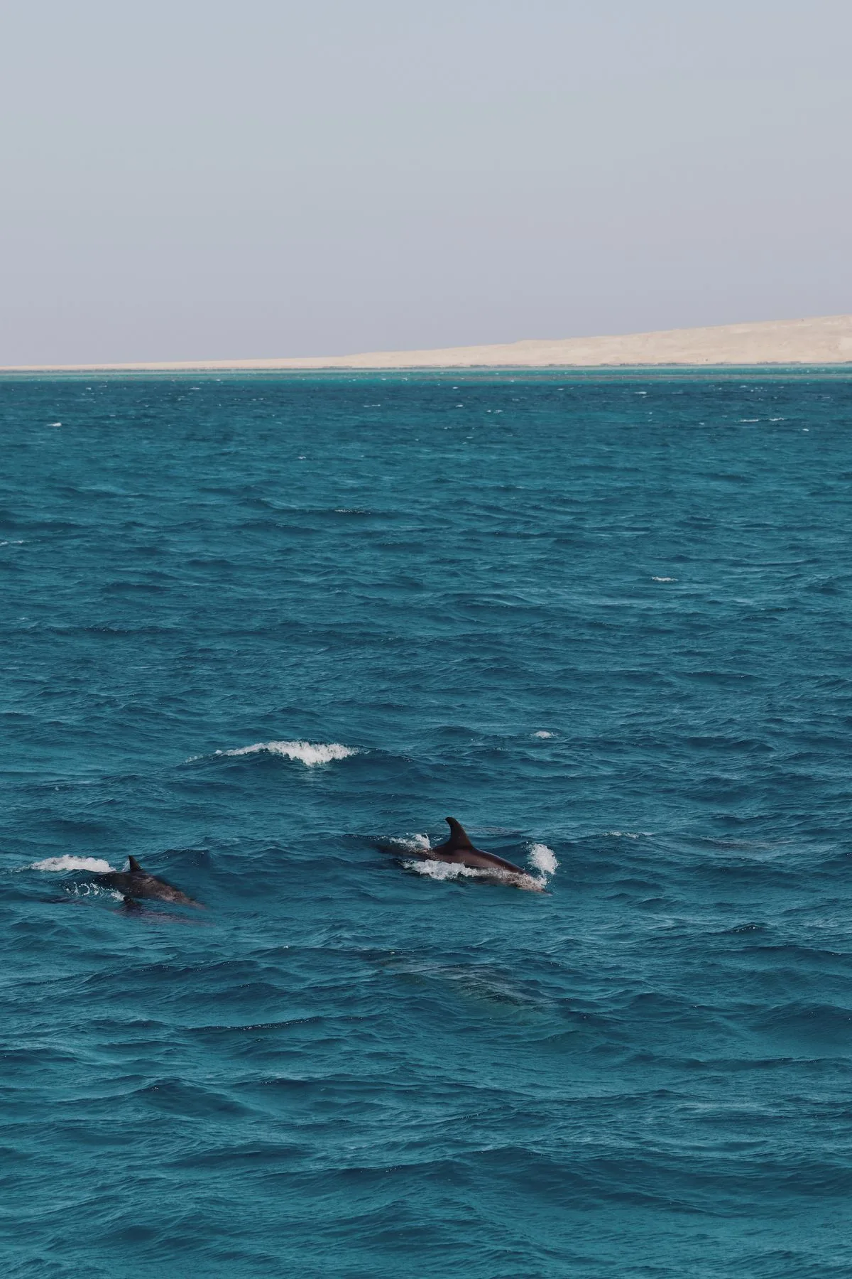 Dolphin House Hurghada - wild dolphins in the Red Sea
