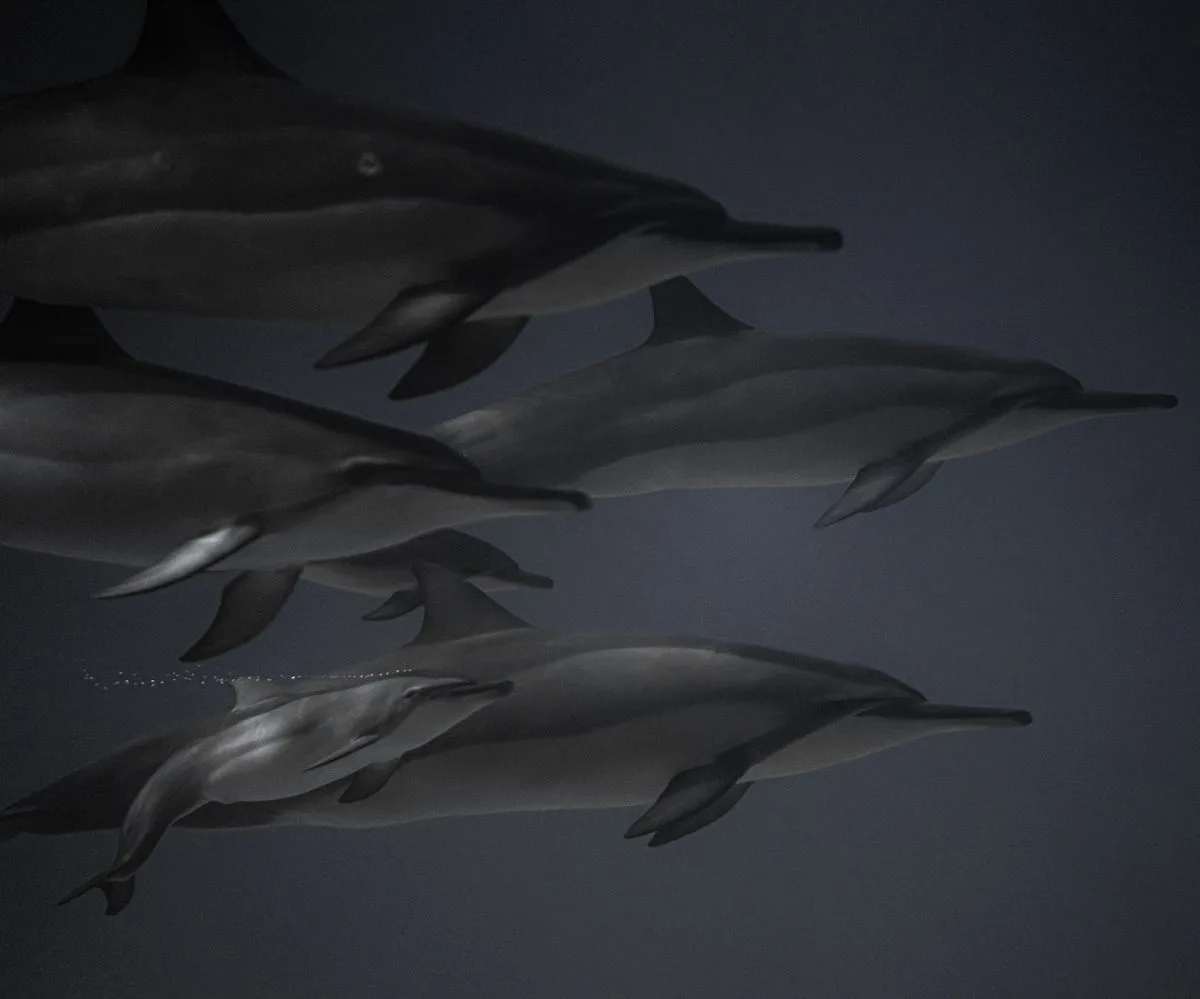 Dolphin House Hurghada - swimming with wild dolphins