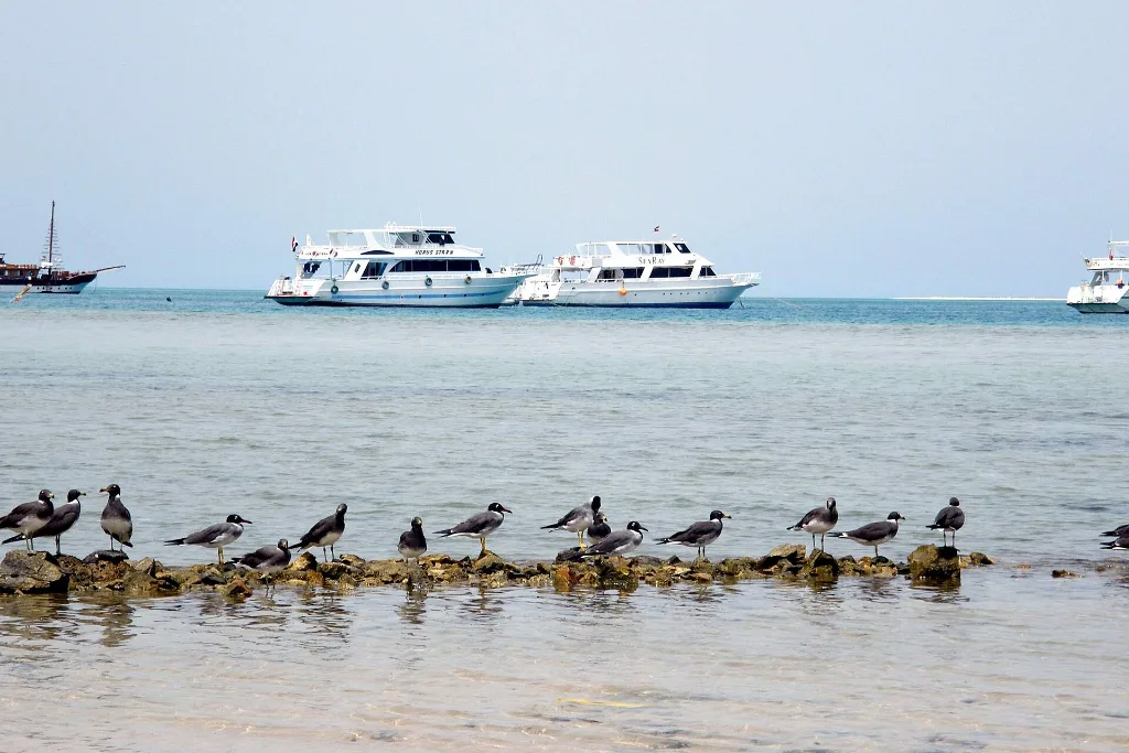 Boats anchored off the Red Sea coast at Hurghada, a warm beach finish after an All Saints' Day holiday in Egypt