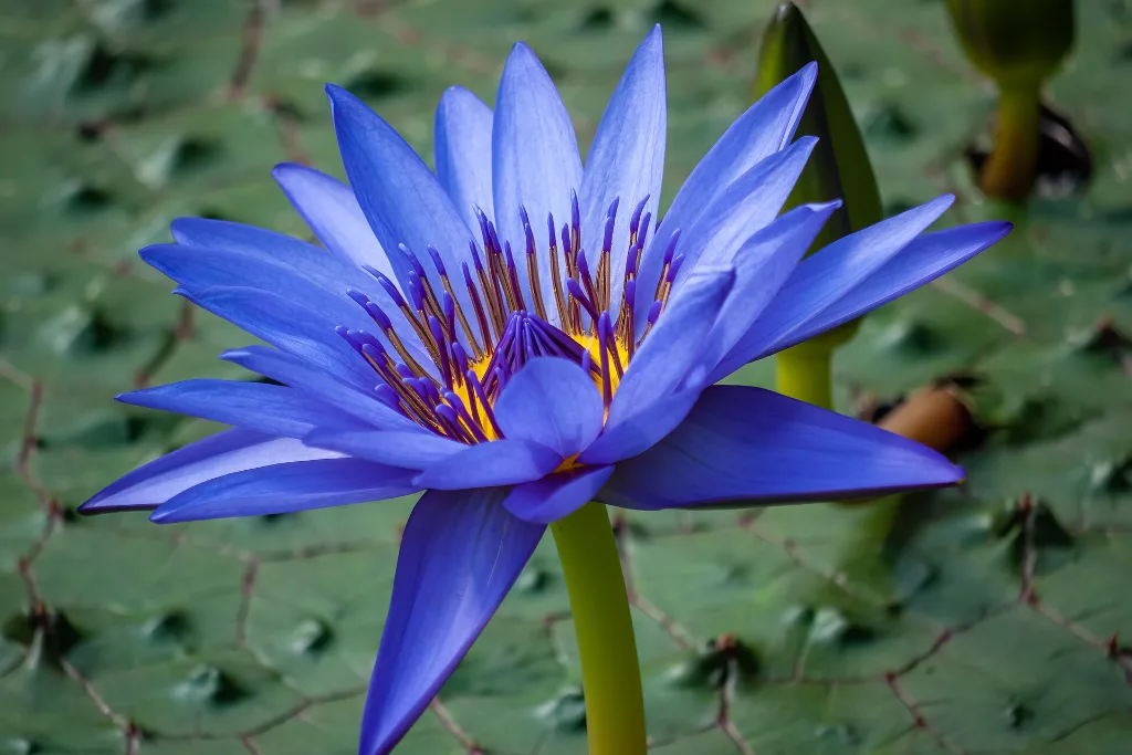 Blue lotus flower, the bloom ancient Thebans carried to family tombs during the Beautiful Festival of the Valley
