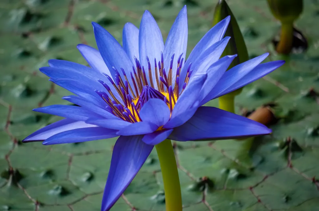 Blue lotus flower, the plant behind the Dendera lights relief