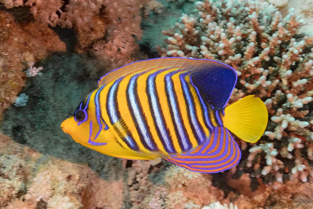 Royal angelfish on a Red Sea reef, one of the Christmas vacation ideas for snorkelers