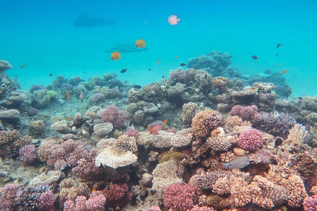 Red Sea coral reef near Naama Bay for a Christmas beach vacation