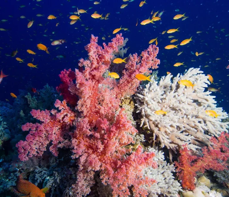 Snorkeling in Hurghada: soft coral and anthias fish on a Red Sea reef
